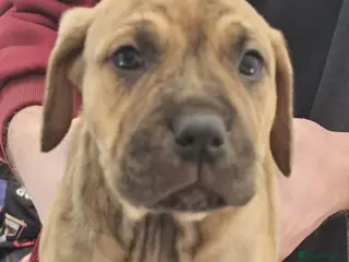 Mixed Breed dogs Bullmastiff cross cane corso - Advert 3