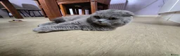Scottish Fold cats for sale: Female Scottish Fold - Advert 2