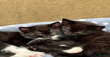 Mixed Breed cats - Advert 14