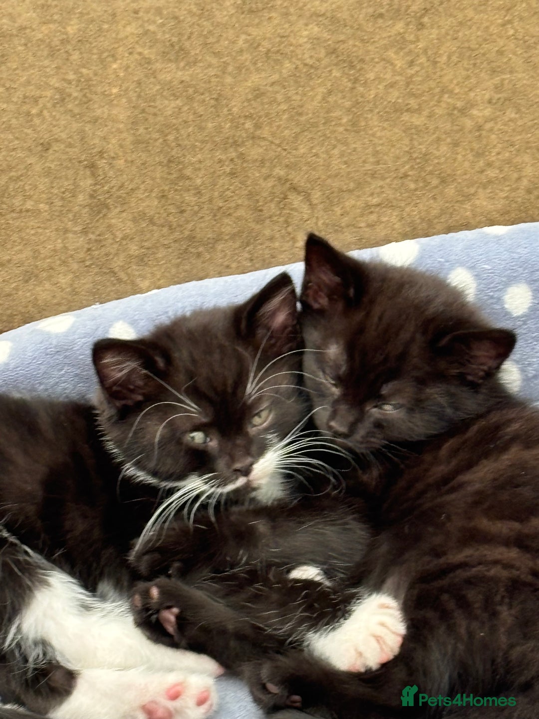 Mixed Breed cats for sale: Mix bread  - Image 2