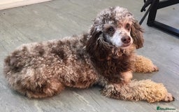 Cockapoo dogs for sale: Beautiful litter of f2 Cockapoo puppies  - Image 18