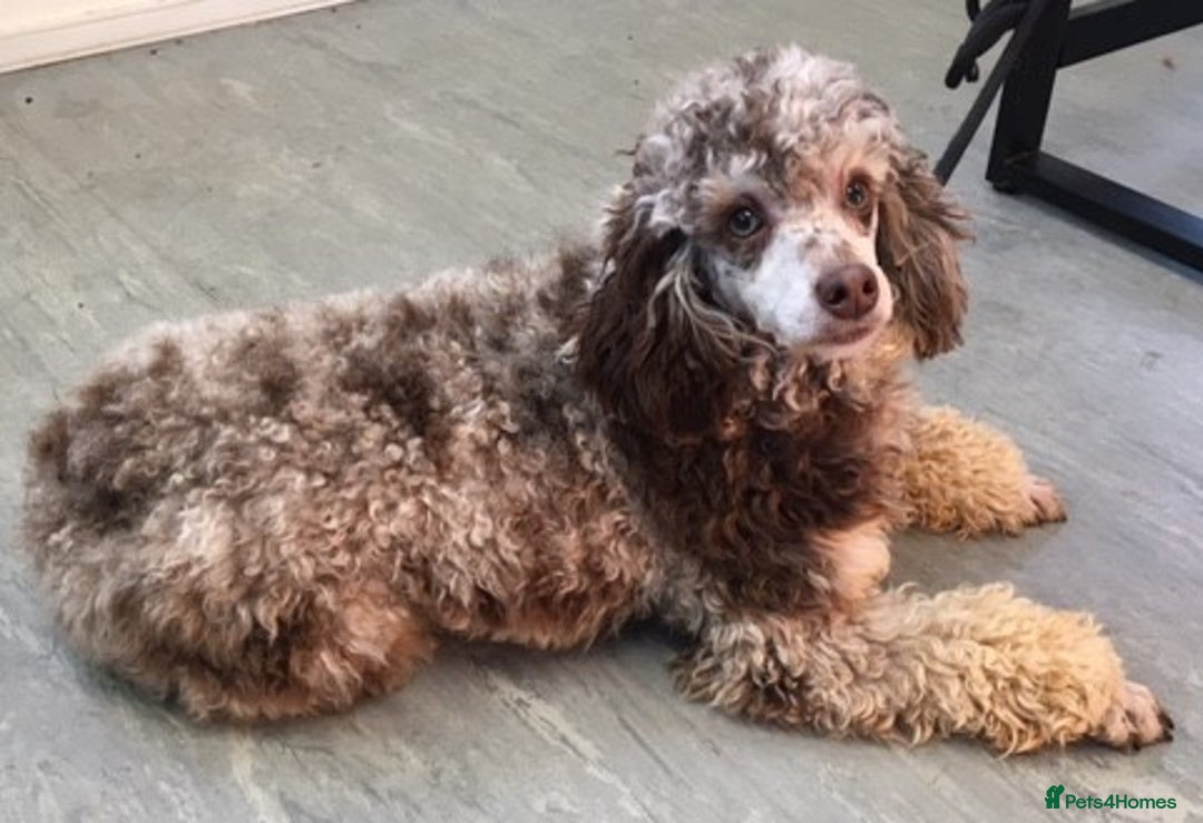 Cockapoo dogs for sale: Beautiful litter of f2 Cockapoo puppies  - Image 18