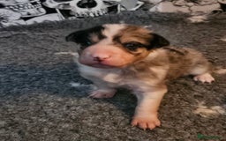 Border Collie dogs for sale: Unique blue merle border collie puppies - Image 2