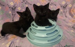Domestic Shorthair cats for sale: 6 Black Kittens - Ready to leave! - Image 2
