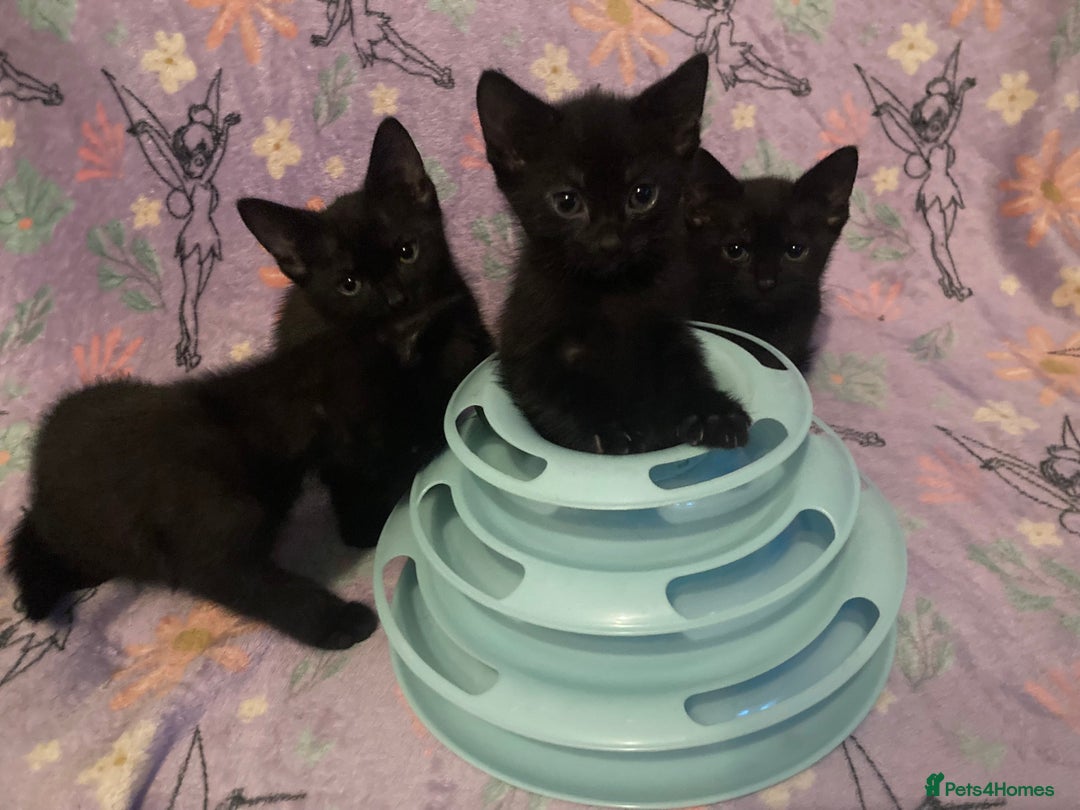 Domestic Shorthair cats for sale: 6 Black Kittens - Ready to leave! - Image 2