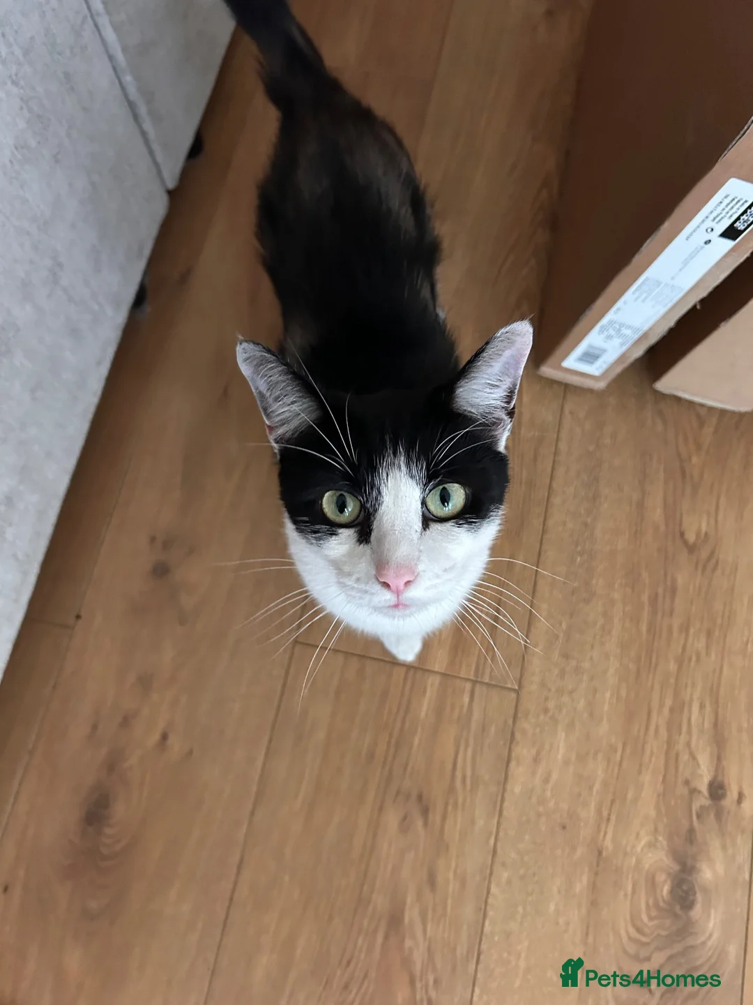 Mixed Breed cats for sale: 4 siblings need re homing  in Spennymoor - Advert 7