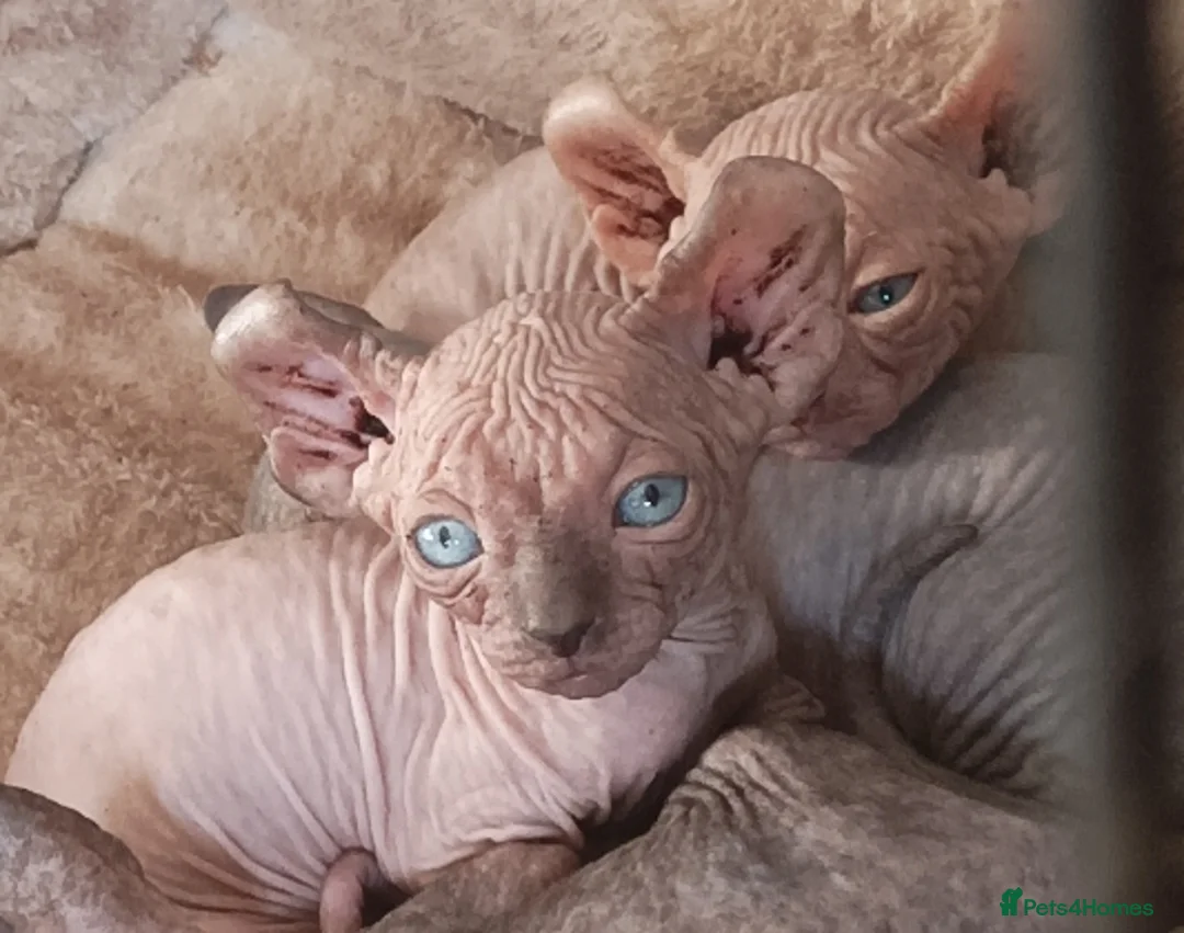 Sphynx cats for sale: GORGEOUS ELF SPHYNX KITTENS in Plymouth - Advert 1