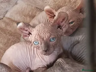 Sphynx cats GORGEOUS ELF SPHYNX KITTENS in Plymouth - Advert 17