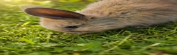 Lionhead rabbits for sale: Beautiful Lionhead Babies  - Advert 8