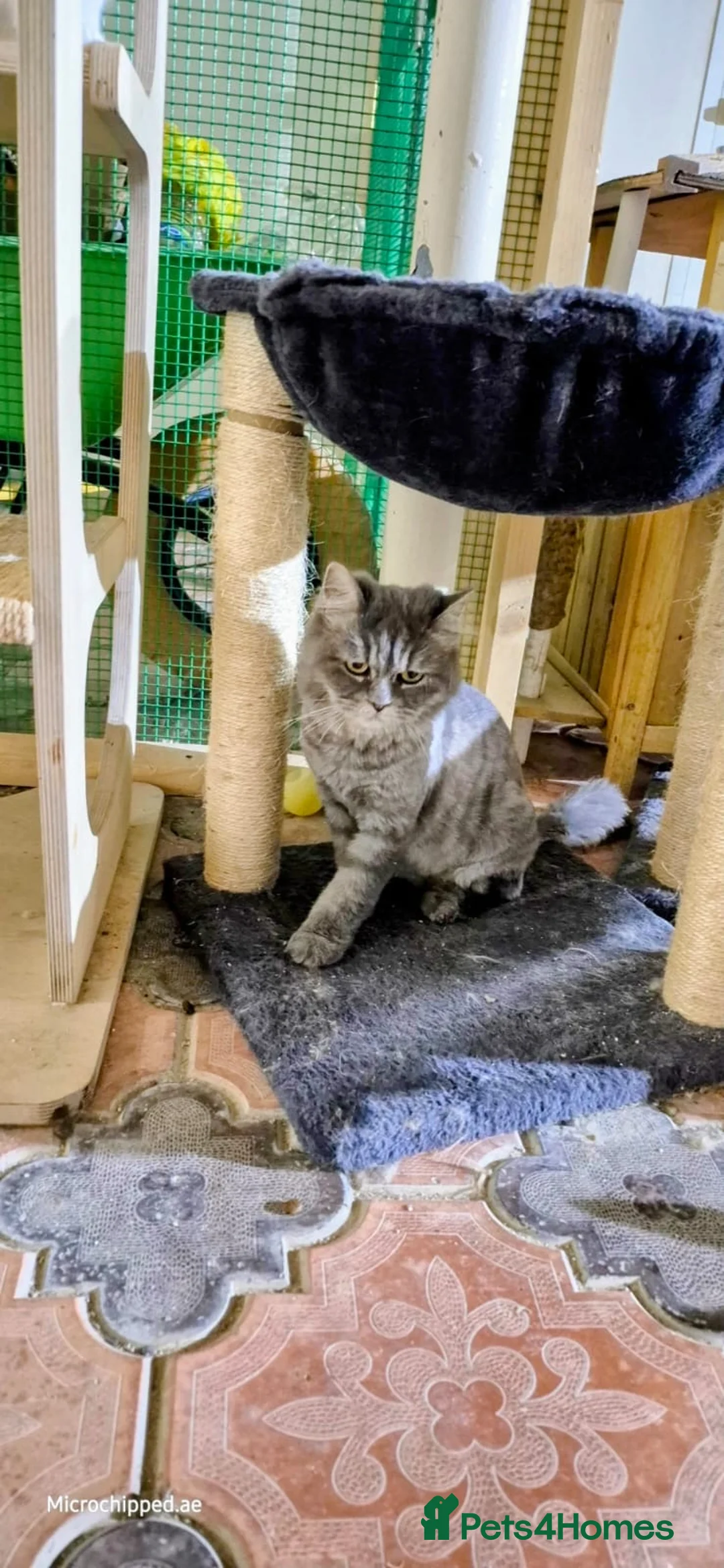 Domestic Shorthair cats for adoption: Bodiccea - Advert 2