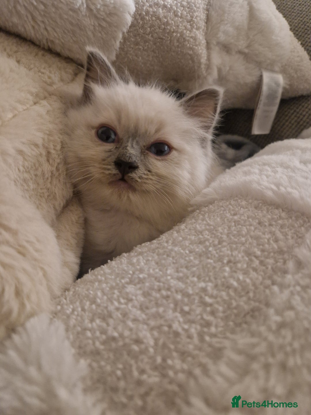 Ragdoll cats for sale: Adorable Ragdoll Kitten Ready for a loving home - Advert 7