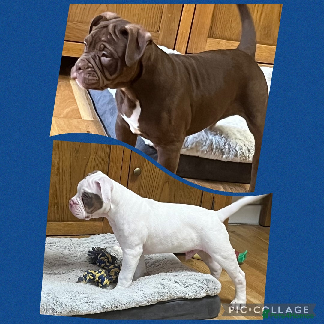 Olde English Bulldogge dogs for sale: 2 Olde English Bulldogge NEBBR registered boys - Advert 1
