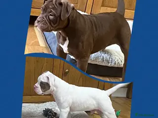 Olde English Bulldogge dogs 2 Olde English Bulldogge NEBBR registered boys - Advert 3