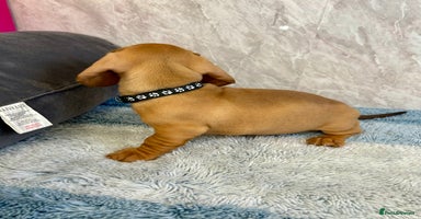 Miniature Dachshund dogs - Advert 9