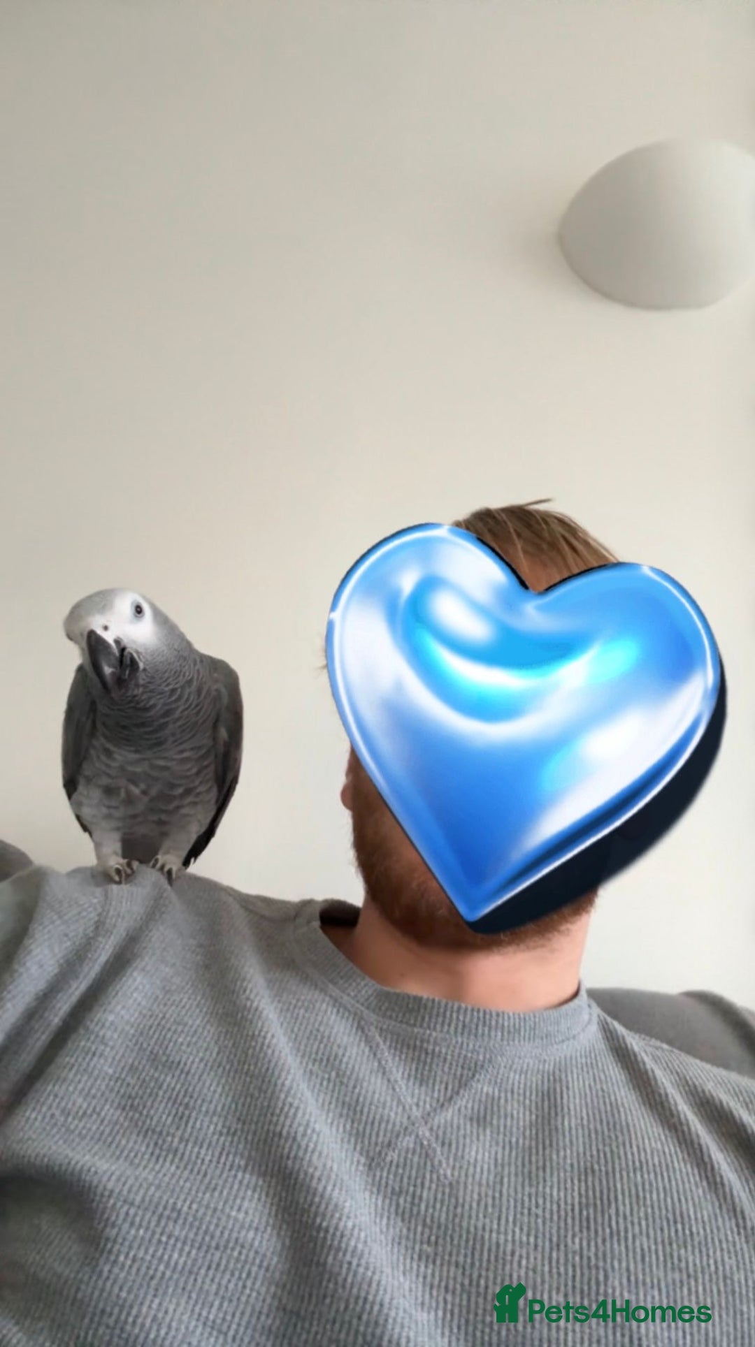 Parrots birds for sale: Hand reared 1 year old African grey  - Advert 3