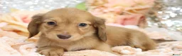 Miniature Dachshund dogs for sale: KC Longhair Miniature Dachshund Puppies - Advert 27