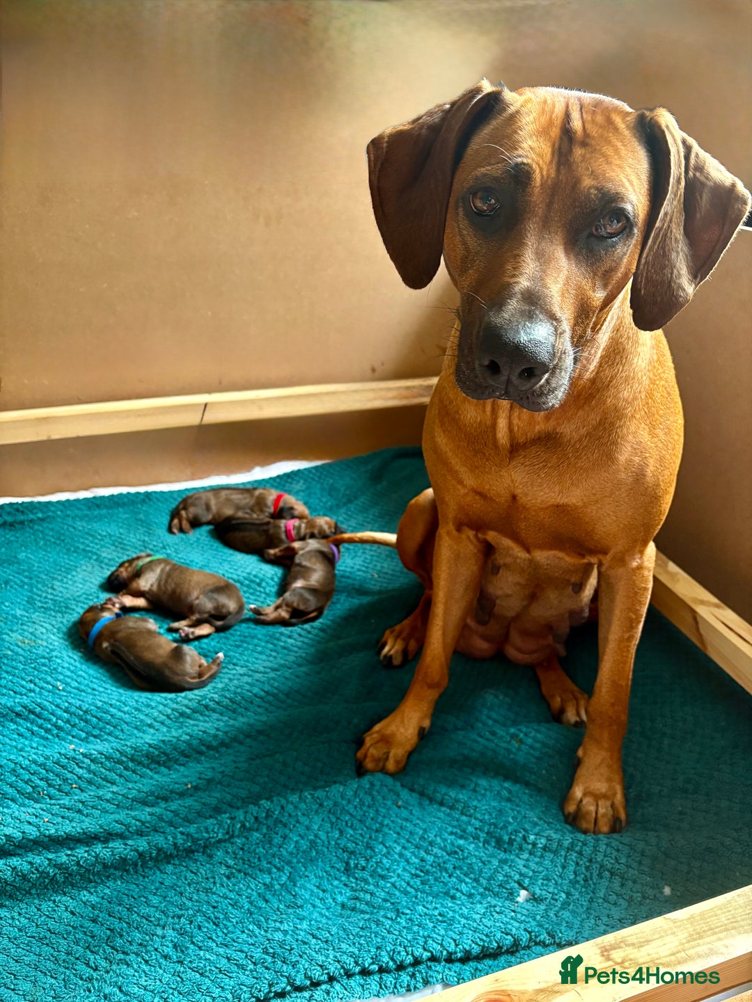 Rhodesian Ridgeback dogs for sale: Outstanding Rhodesian Ridgeback Puppies 🦁 - Image 2