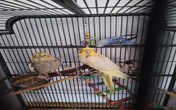 Parrots birds for sale: 4 sweet parrots - not sold separately. - Image 7