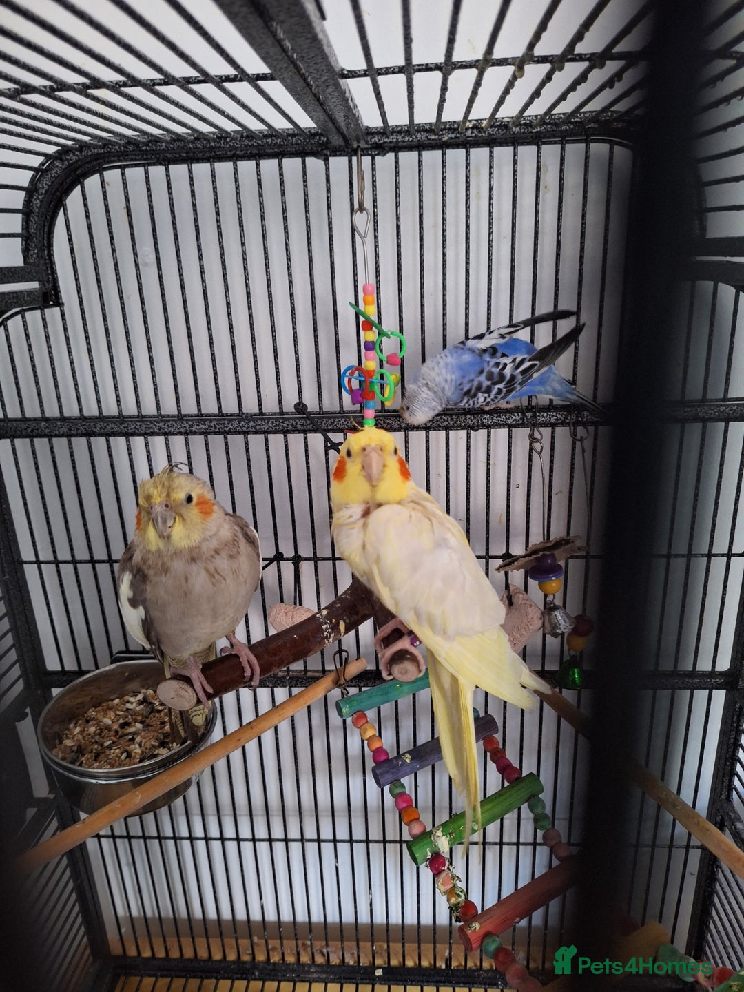 Parrots birds for sale: 4 sweet parrots - not sold separately. - Image 7