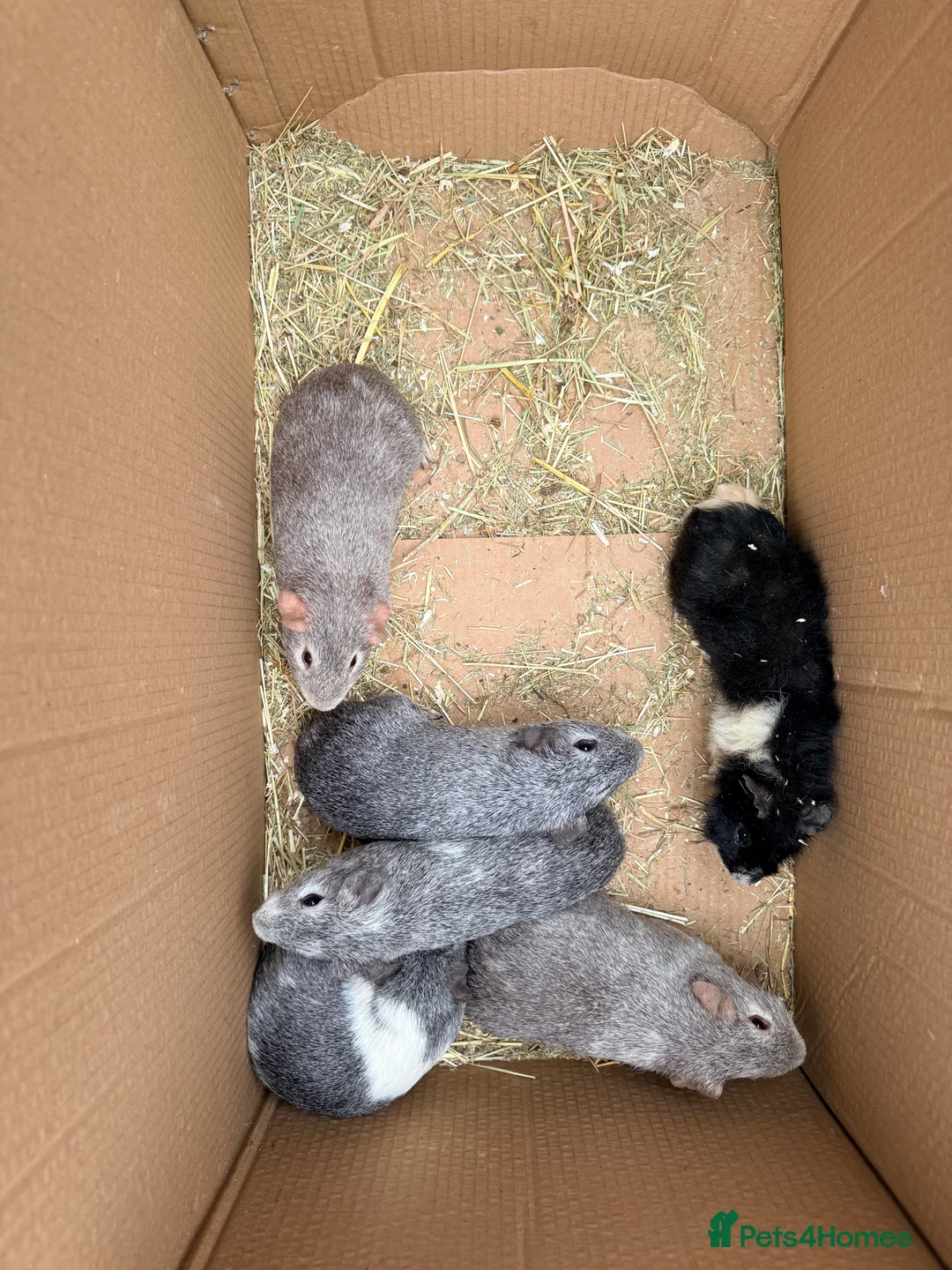 Guinea Pig rodents for sale: Guinea pigs and set up  - Advert 5