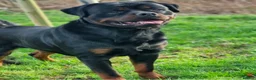 Rottweiler dogs for stud: Rottweiler for stud only  - Advert 9