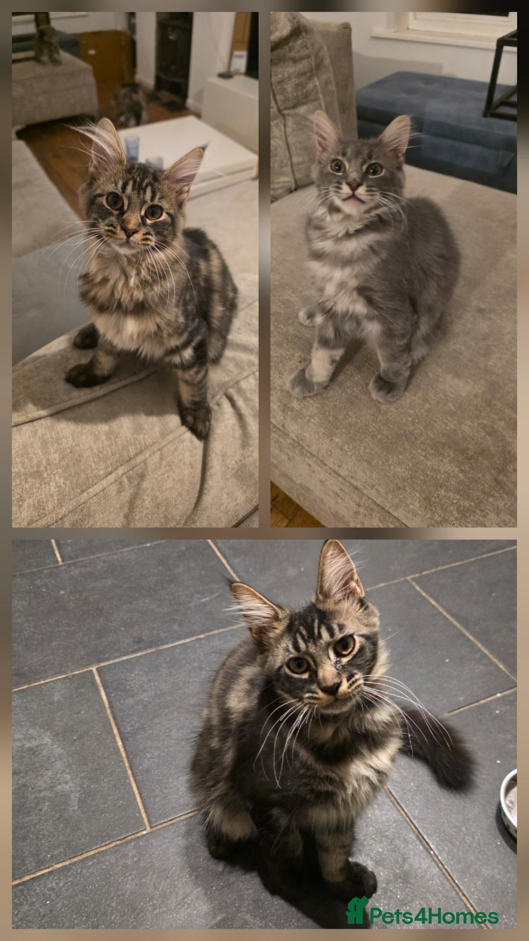 Maine Coon cats for sale: Ready now Pure breed Maine coons kittens 1g & 2b - Advert 1