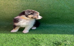 Australian Shepherd dogs for sale: Australia shepherd Kc puppies  - Image 18