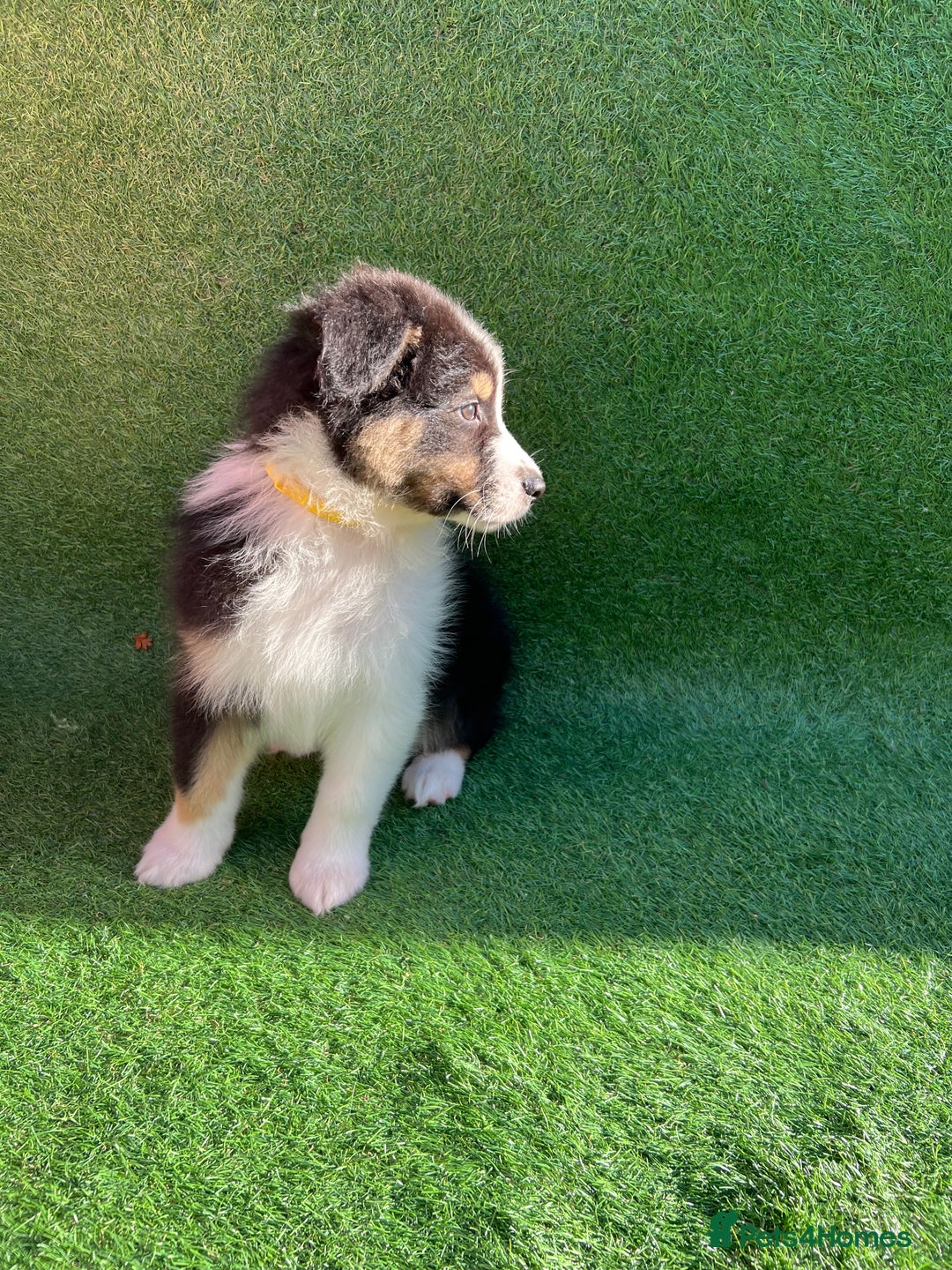 Australian Shepherd dogs for sale: Australia shepherd Kc puppies  - Image 18
