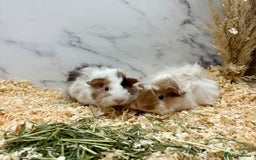 Guinea Pig rodents for sale: Multiple Baby Guinea Pigs for sale - Image 2