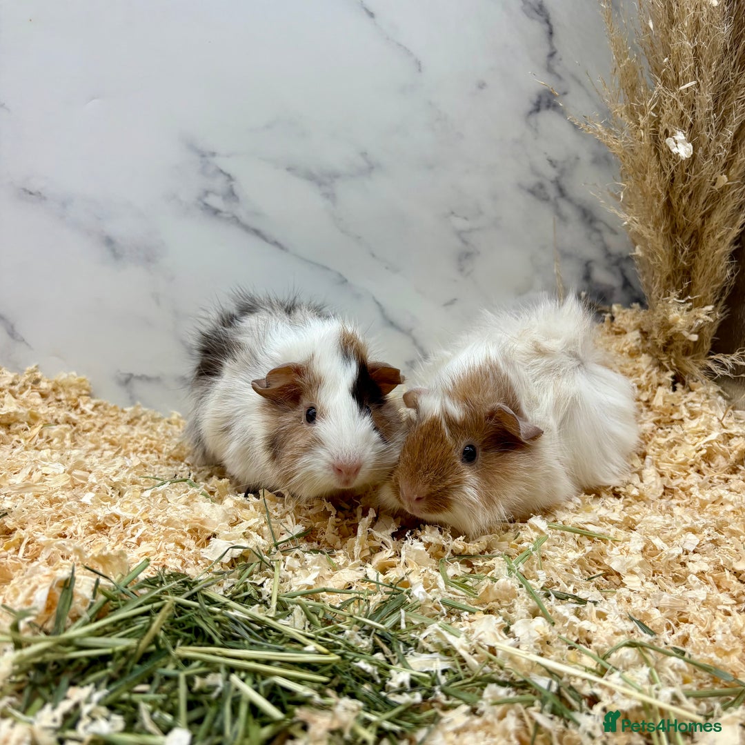 Guinea Pig rodents for sale: Multiple Baby Guinea Pigs for sale - Image 2