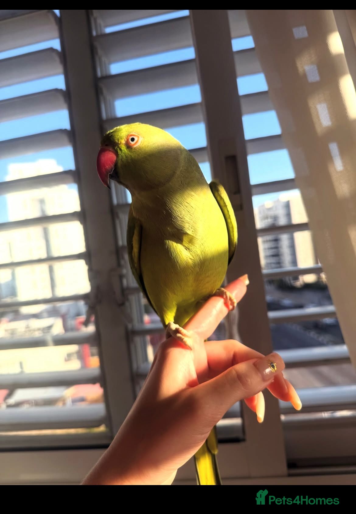 Ringnecks birds Ringneck Parrot to go  - Advert 1