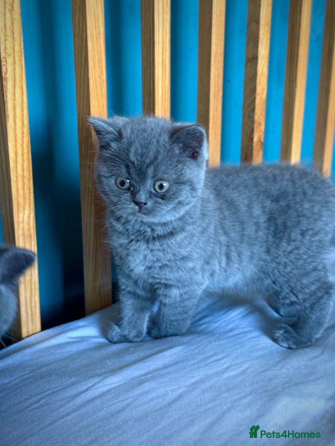 British Shorthair cats for sale: British Shorthair Kitten - Advert 11