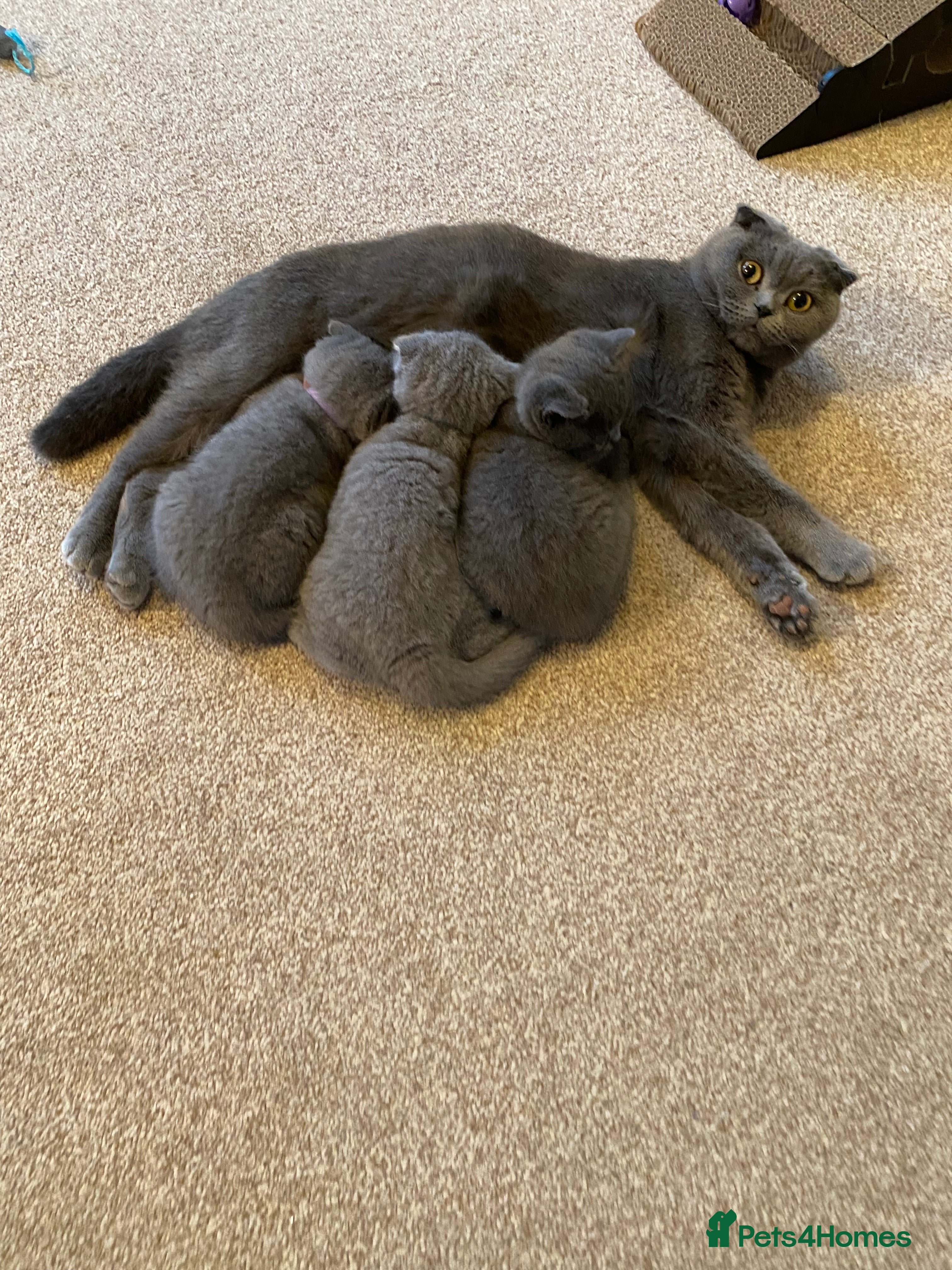 Scottish Fold cats  Scottish Fold Kitten – Last Female – Ready Now - Advert 1