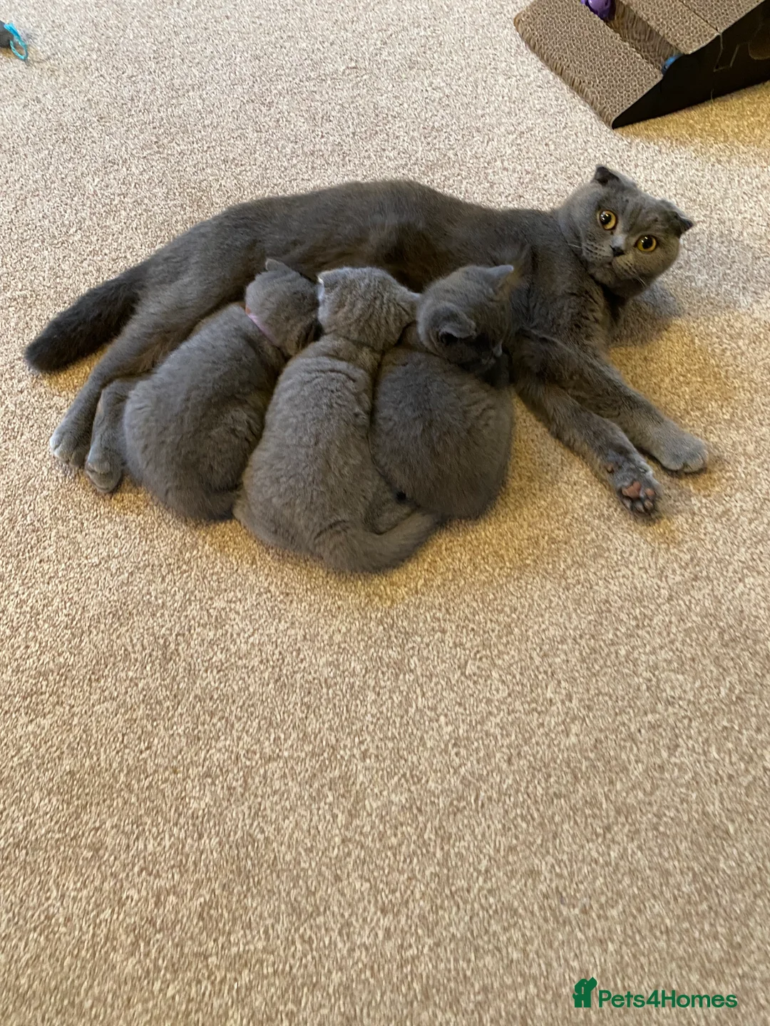 Scottish Fold cats for sale:  Scottish Fold Kitten – Last Female – Ready Now - Advert 1