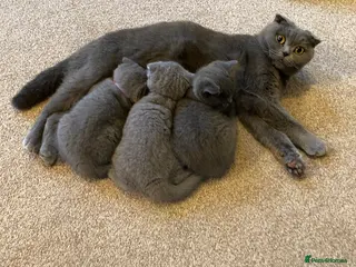 Scottish Fold cats Scottish Fold Kitten – Last Female – Ready Now - Advert 1