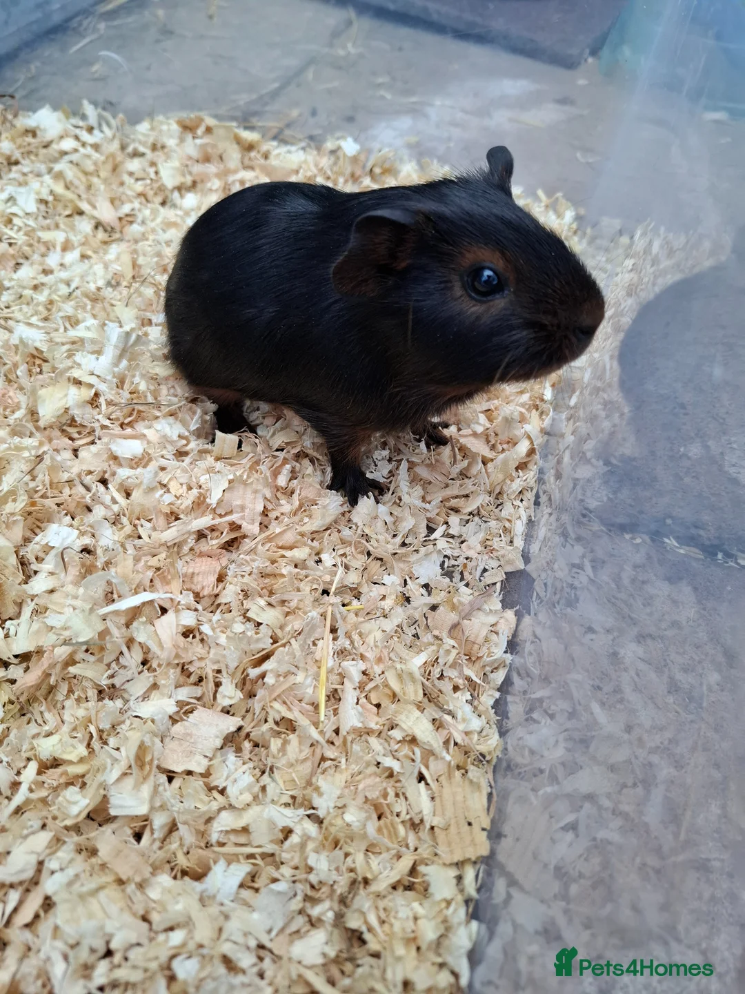 Guinea Pig rodents for sale: Baby Guinea Pig in Wolverhampton - Advert 1