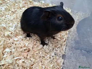 Guinea Pig rodents Baby Guinea Pig - Advert 6