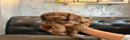Cockapoo dogs for sale: Beautiful Fox Red F2 Cockapoo Puppies - Advert 13