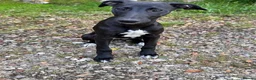 Mixed Breed dogs for sale: Whippet puppies for sale. - Advert 5
