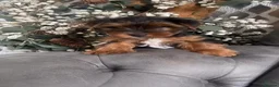 Yorkshire Terrier dogs for sale: Wioletta - Advert 15