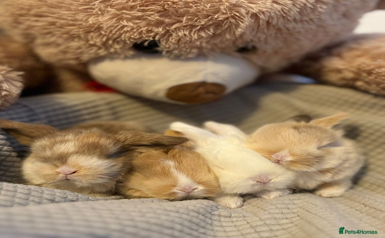 Mini Lop rabbits - Advert 16