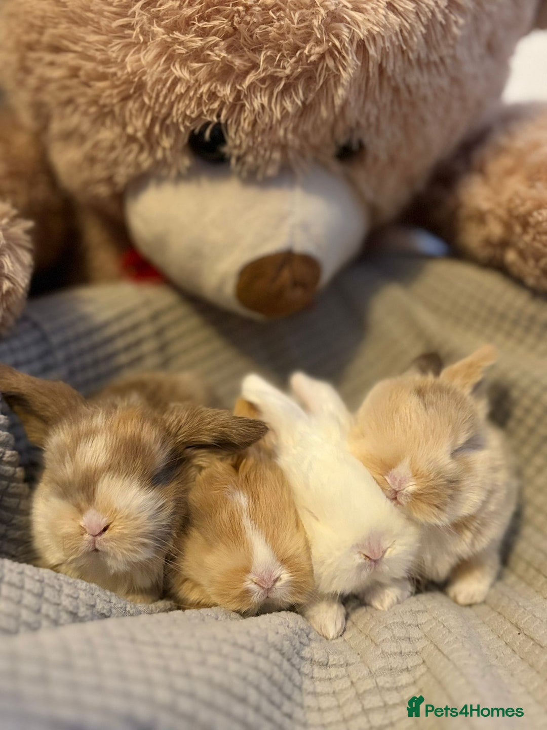 Mini Lop rabbits for sale: Mini lop baby rabbits  - Image 1