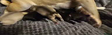 Pug 6