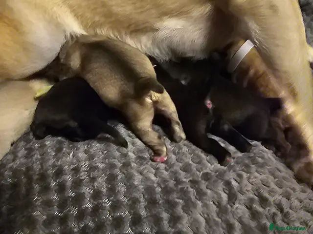Pug dogs Beautiful litter of Pugs - Advert 2