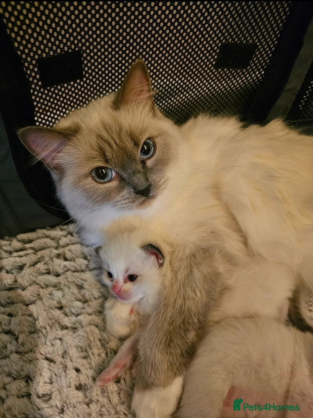 Ragdoll cats for sale: Kitten for karl - Advert 1