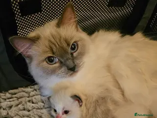 Ragdoll cats Kitten for karl - Advert 4