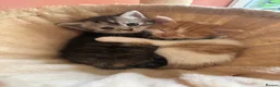 Mixed Breed cats for sale: Lovely kittens - Advert 3