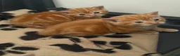 Domestic Shorthair cats for sale: Stunning ginger kittens  in Kinross - Advert 12