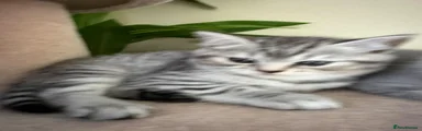 British Shorthair 1