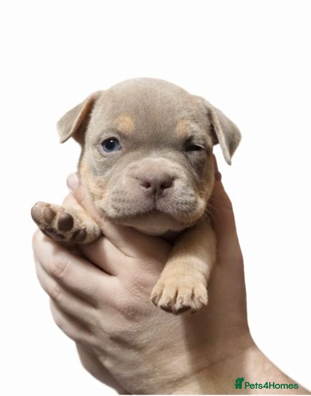 American Bully dogs for sale: Stunning pocket bullies pups  - Advert 13